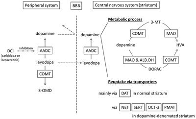 What Mechanisms Are Responsible for the Reuptake of Levodopa-Derived Dopamine in Parkinsonian Striatum?